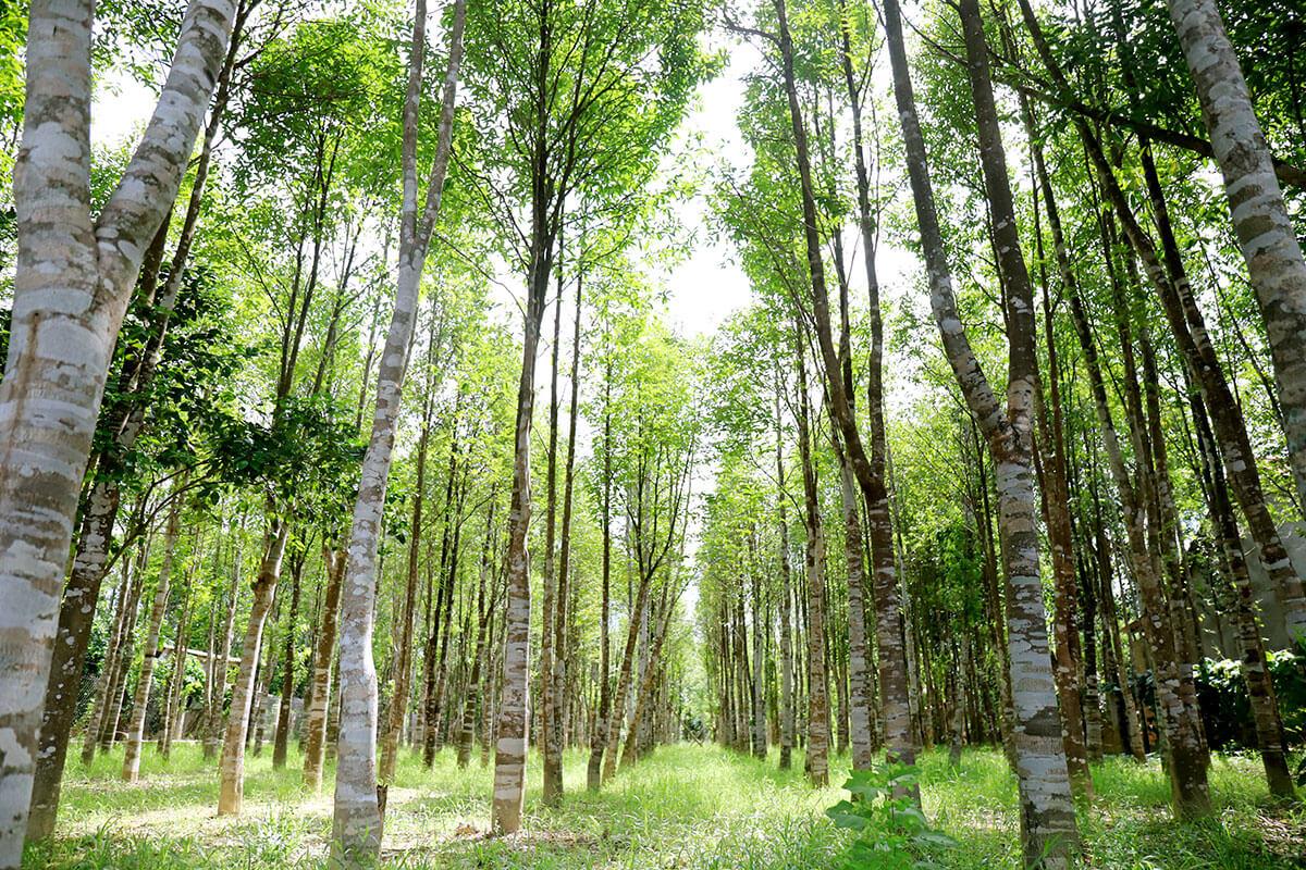Việt Nam thành công chiết tách mangiferin từ lá cây dó bầu – chất kháng oxy hóa và ung thư hiệu quả